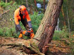 Reliable Huntington, UT Tree Care Services Solutions