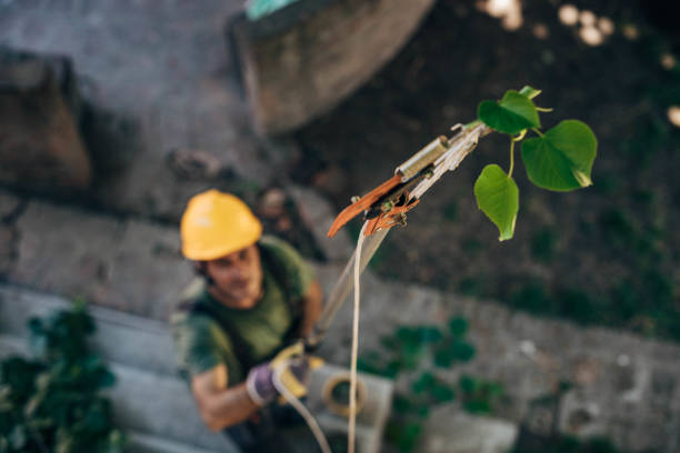 Best Root Management and Removal  in Huntington, UT