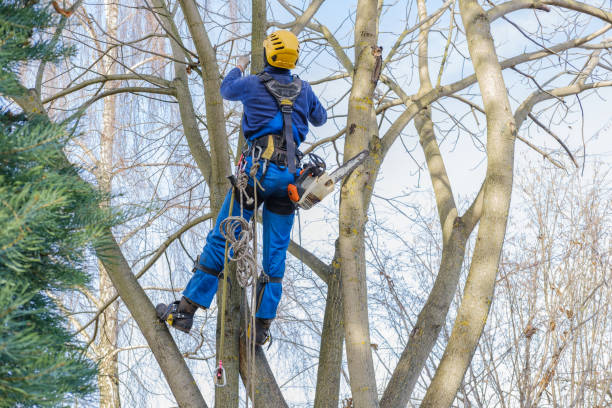 Best Palm Tree Trimming  in Huntington, UT