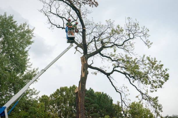 Best Tree Cabling and Bracing  in Huntington, UT