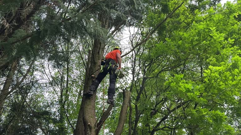 Best Tree and Shrub Care  in Huntington, UT