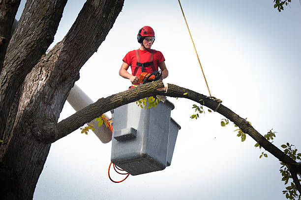 Best Root Management and Removal  in Huntington, UT